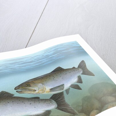 Pacific salmon by Anonymous