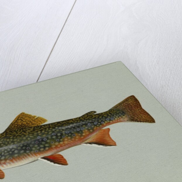 Brook trout by Anonymous