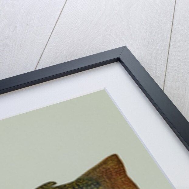 Brook trout by Anonymous