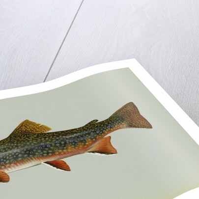 Brook trout by Anonymous
