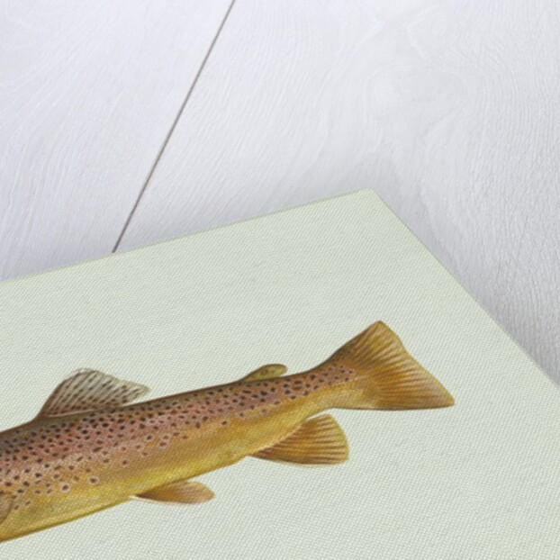 Brown trout by Anonymous
