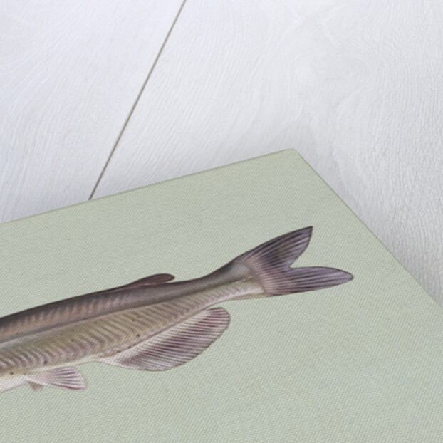 Channel catfish by Anonymous