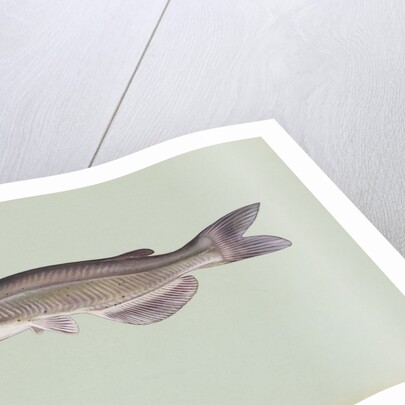 Channel catfish by Anonymous