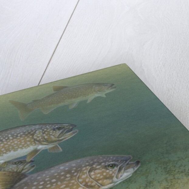 Lake trout by Anonymous