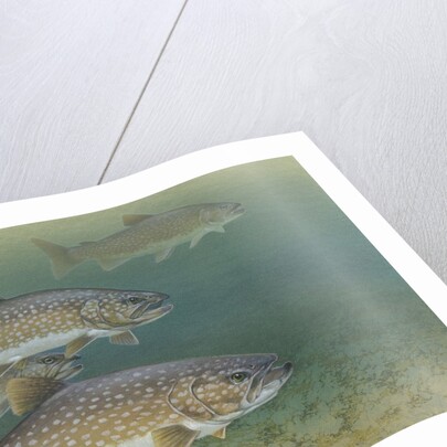 Lake trout by Anonymous
