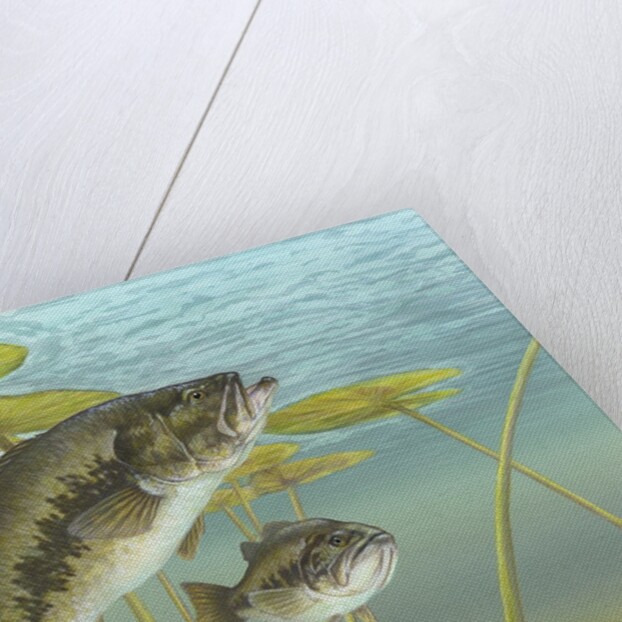 Largemouth bass by Anonymous