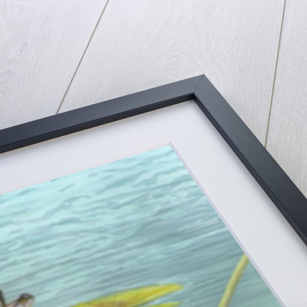 Largemouth bass by Anonymous