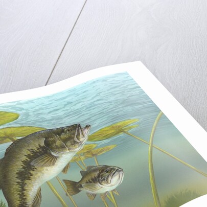 Largemouth bass by Anonymous