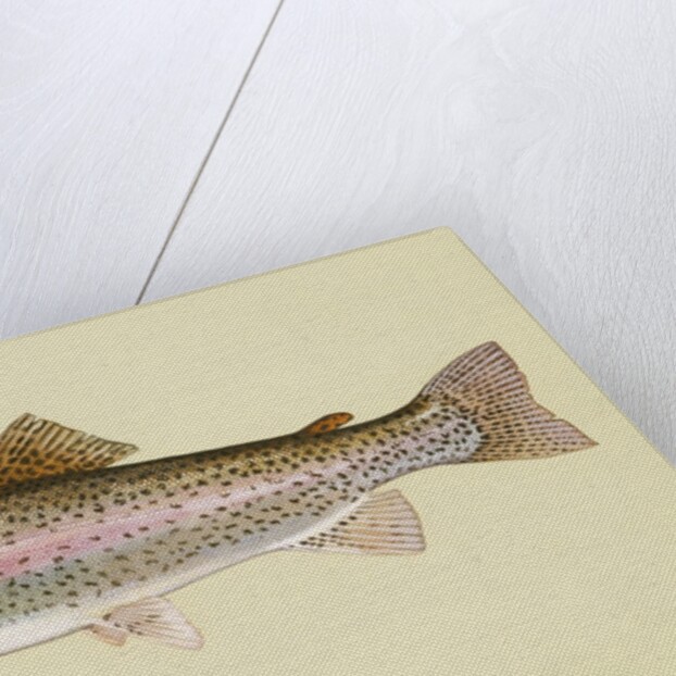 Rainbow trout by Anonymous
