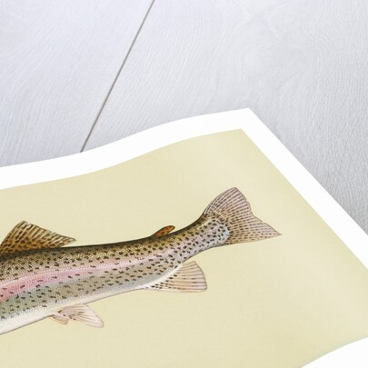 Rainbow trout by Anonymous