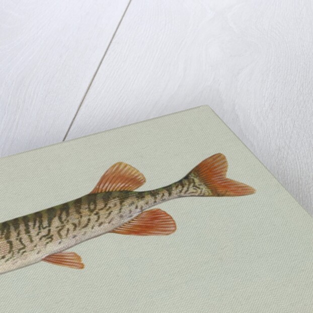 Redfin pickerel by Anonymous