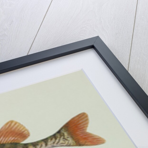 Redfin pickerel by Anonymous