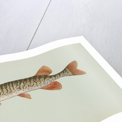 Redfin pickerel by Anonymous