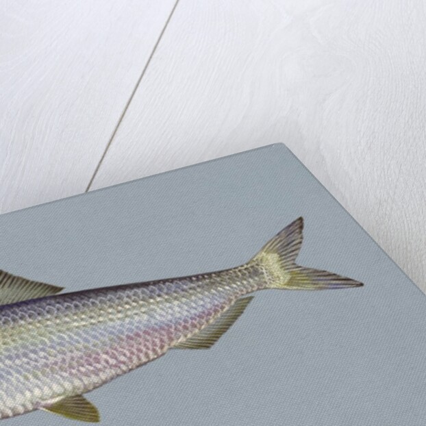 Blueback herring by Anonymous