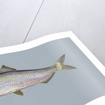 Blueback herring by Anonymous