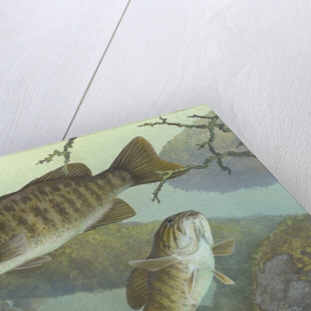 Smallmouth bass by Anonymous