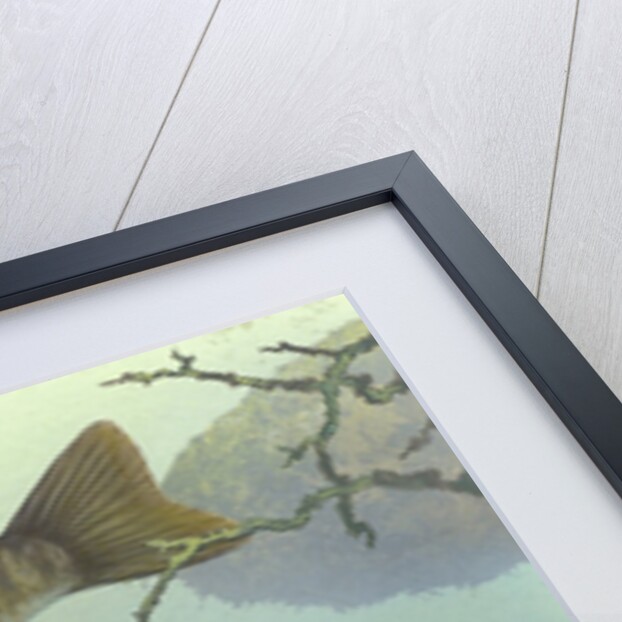 Smallmouth bass by Anonymous