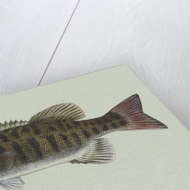 Smallmouth bass by Anonymous
