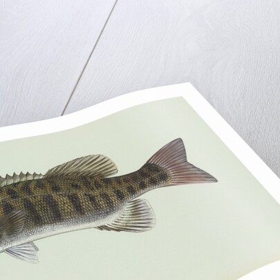 Smallmouth bass by Anonymous