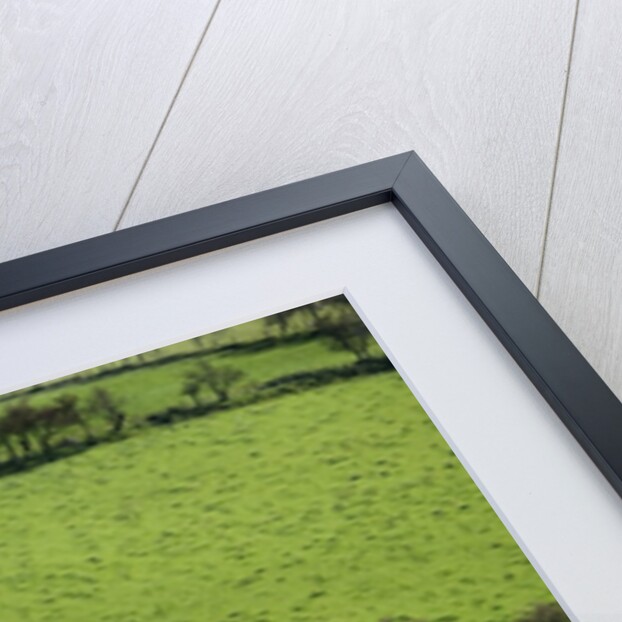 Rich green pastureland in countryside of Northern Ireland by Corbis