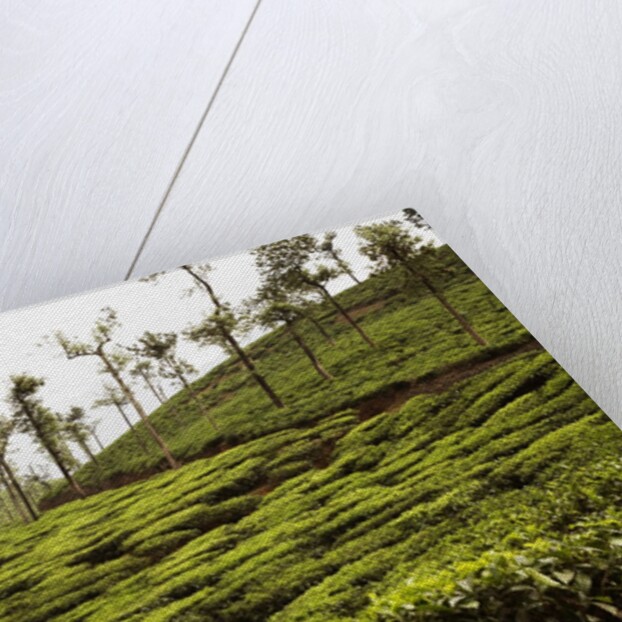 Trees in a tea garden, Mysore by Anonymous