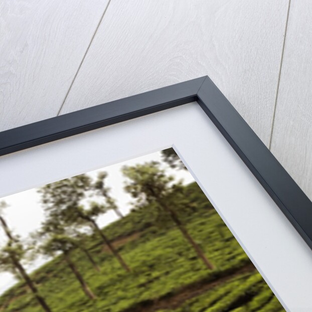 Trees in a tea garden, Mysore by Anonymous