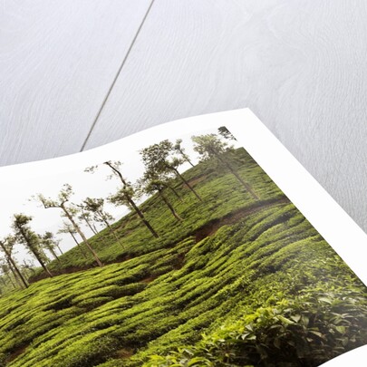 Trees in a tea garden, Mysore by Anonymous