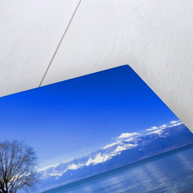 Tree in Erhai Lake, Yunnan, China by Anonymous