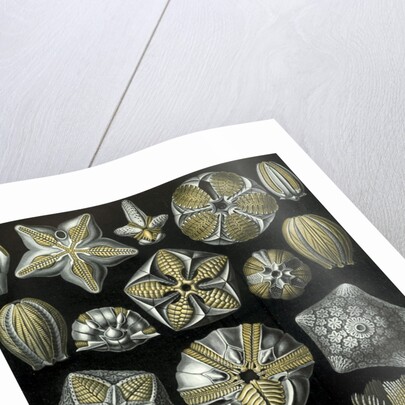 Illustration of Blastoidea by Ernst Haeckel
