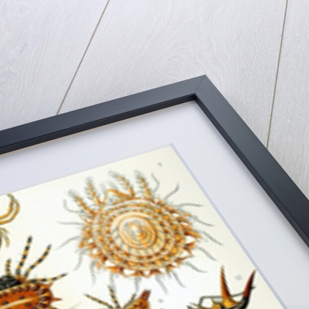 Illustration of Arachnida by Ernst Haeckel