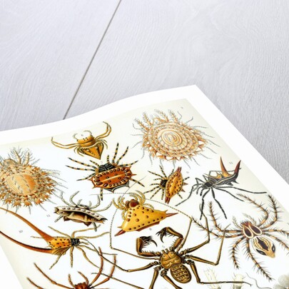 Illustration of Arachnida by Ernst Haeckel