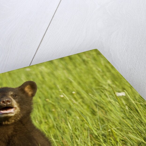 Black bear cub in green grass by Anonymous