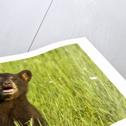 Black bear cub in green grass by Anonymous