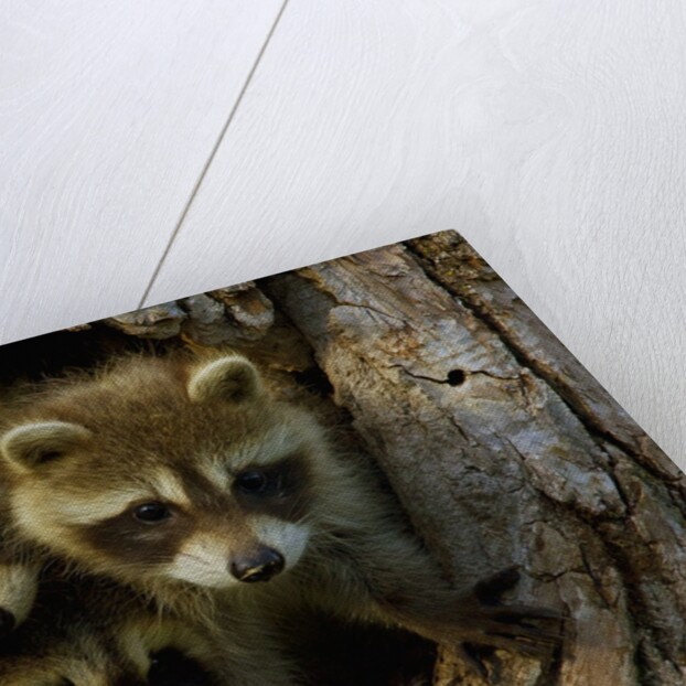 Raccoon family in hollow of tree by Anonymous
