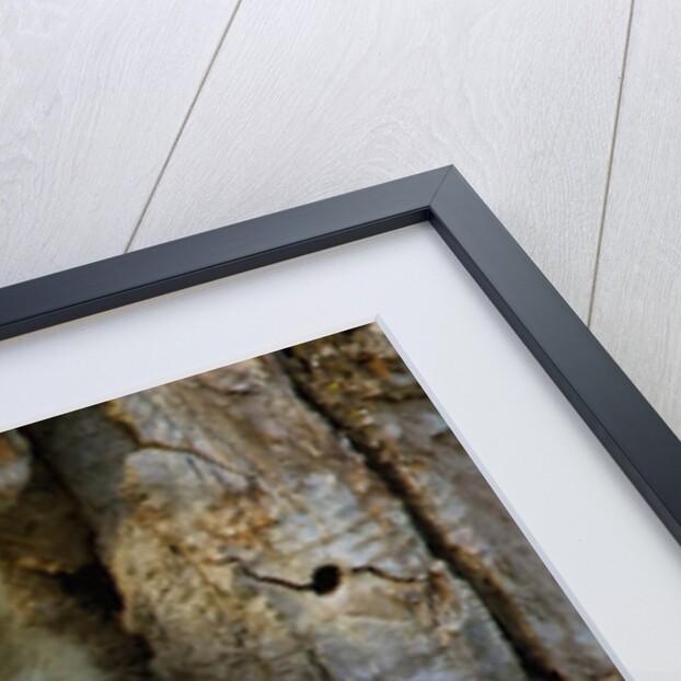 Raccoon family in hollow of tree by Anonymous