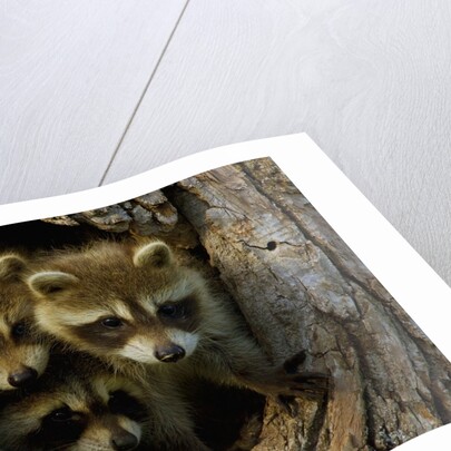 Raccoon family in hollow of tree by Anonymous