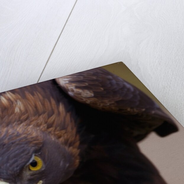 Male golden eagle by Anonymous