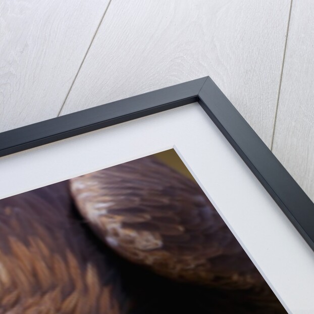 Male golden eagle by Anonymous