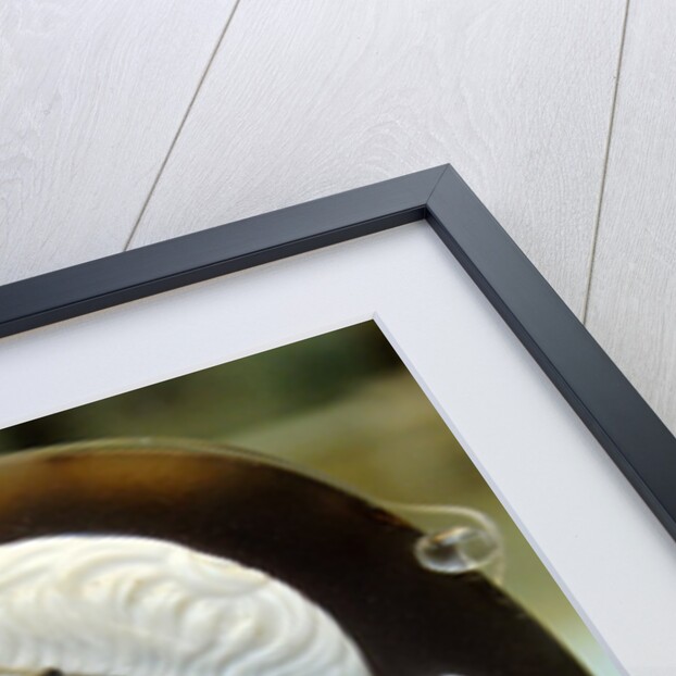 Roman cameo portrait of Augustus by Anonymous