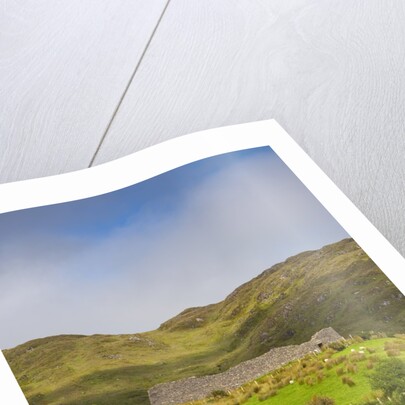 Sheep grazing near Staigue Stone Fort on the Iveragh Peninsula by Anonymous