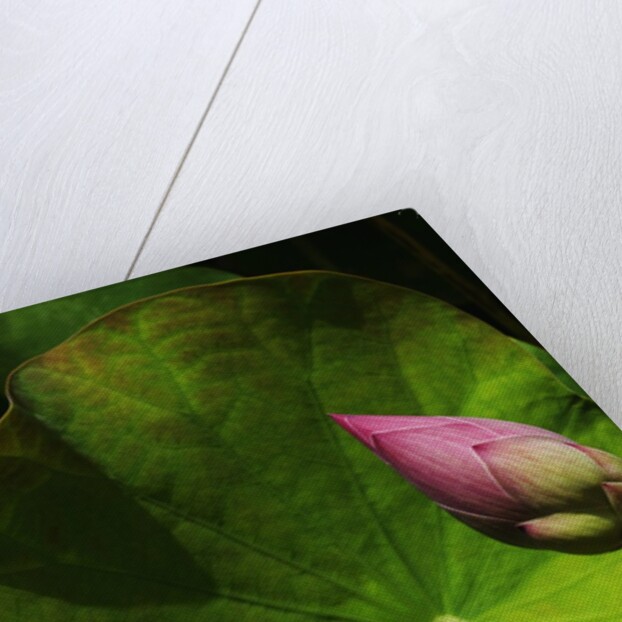 Lotus flower at Bang Pa-in Summer Palace in Thailand by Anonymous