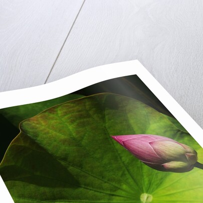 Lotus flower at Bang Pa-in Summer Palace in Thailand by Anonymous