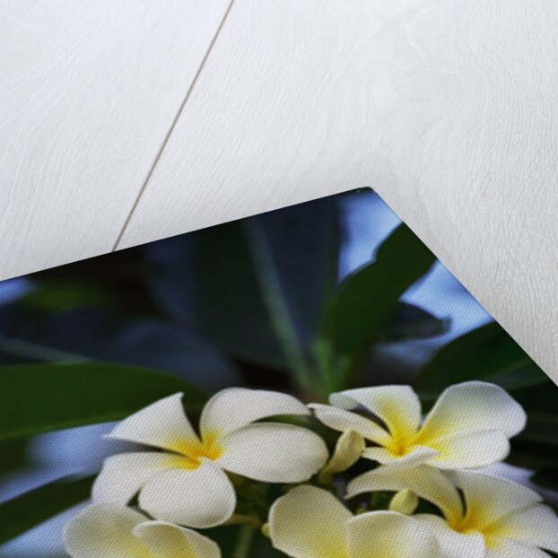 White frangipani flower by Anonymous