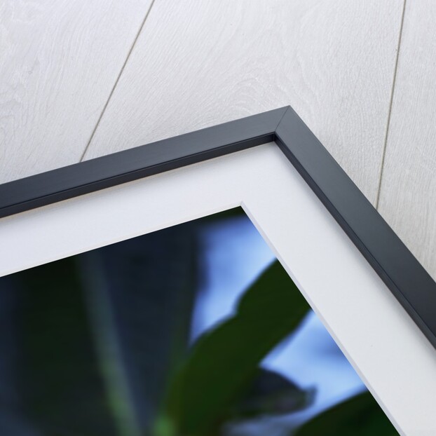 White frangipani flower by Anonymous