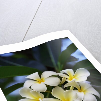 White frangipani flower by Anonymous
