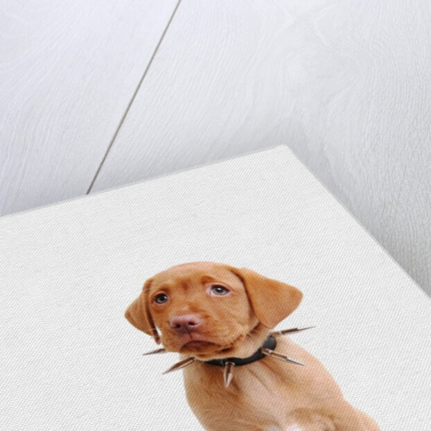Fox red labrador puppy wearing large spiked collar by Anonymous