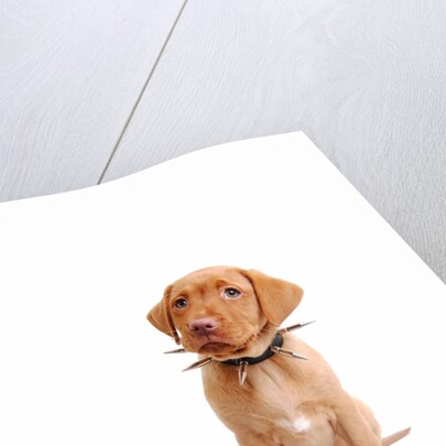 Fox red labrador puppy wearing large spiked collar by Anonymous
