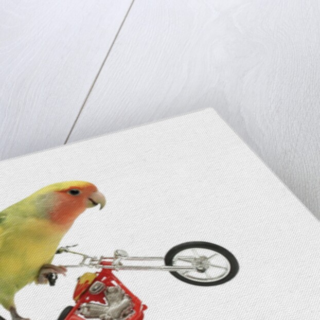 Rosy-faced lovebird perched on toy motorcycle do wheelie by Anonymous
