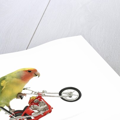 Rosy-faced lovebird perched on toy motorcycle do wheelie by Anonymous