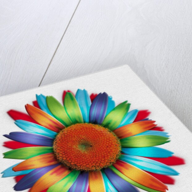 Brightly colored daisy by Anonymous